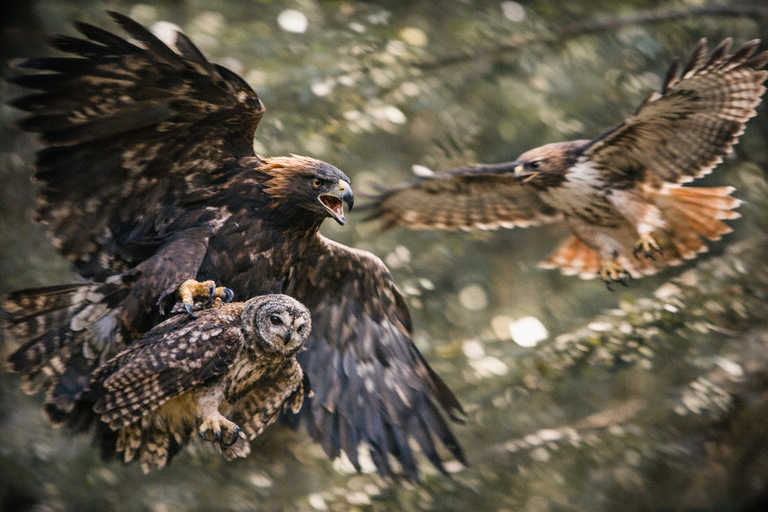 Jungle Love Triangle Ends in Feathers and Fury
