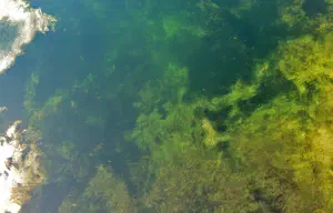Your Next Swim Could Be a Dance with Death! The Lurking Peril in Your Local Waters!