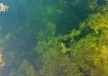 Your Next Swim Could Be a Dance with Death! The Lurking Peril in Your Local Waters!