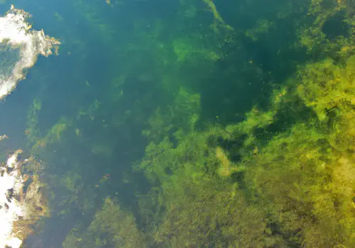 Your Next Swim Could Be a Dance with Death! The Lurking Peril in Your Local Waters!