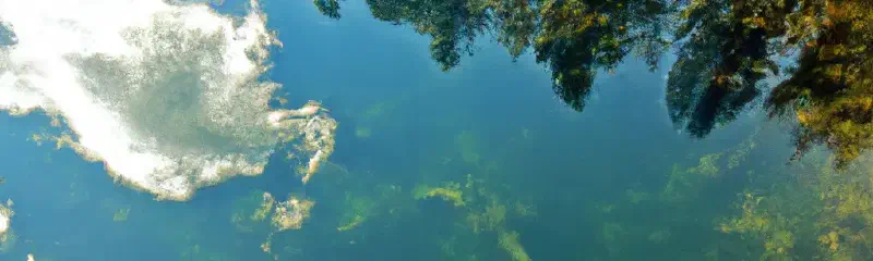 Your Next Swim Could Be a Dance with Death! The Lurking Peril in Your Local Waters!